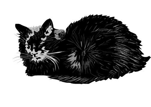 craven mon chat noir
